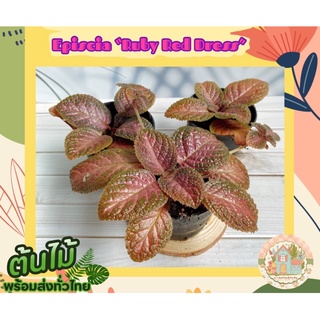 พรมญี่ปุ่น🍀 (Episcia “Ruby Red Dress”)