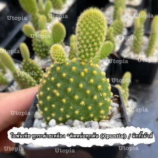 โอพันเทีย หูกระต่ายเหลือง *ติดหน่อทุกต้น (Opuntia) / มิกกี้เม้าส์ แคคตัส กระบองเพชร