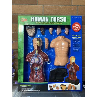 พร้อมส่ง โมเดลร่างกายมนุษย์ สื่อการสอน ร่างกายของเรา Human Torso