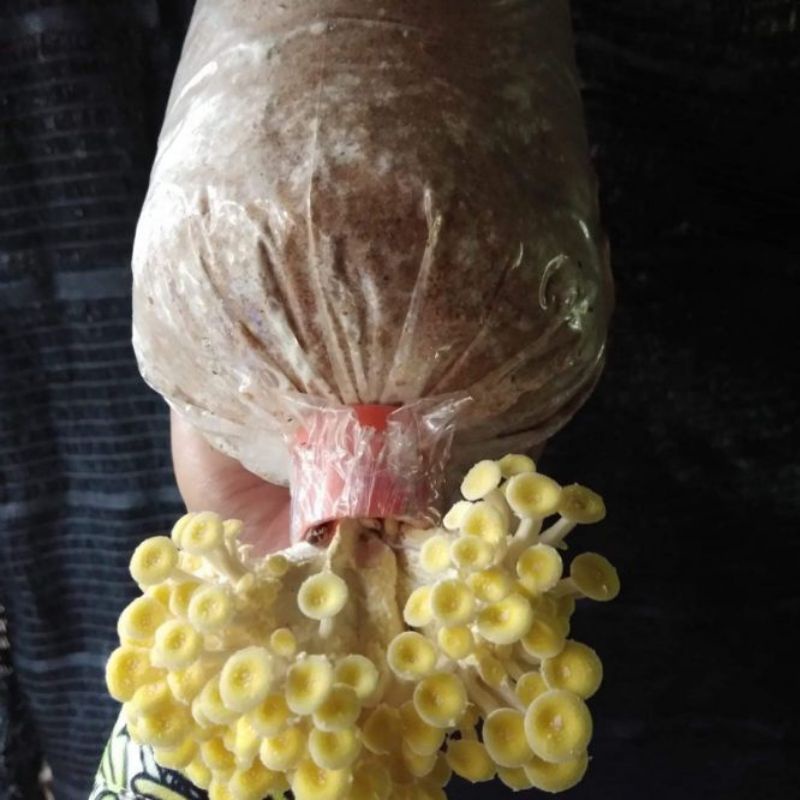 เห็ดนางรมทอง เห็ดคอลลาเจน เห็ดสุขภาพ เซท3ก้อน กรอบหอมรสชาติดี เชื้อ เดิน เต็ม แล้วค่ะ