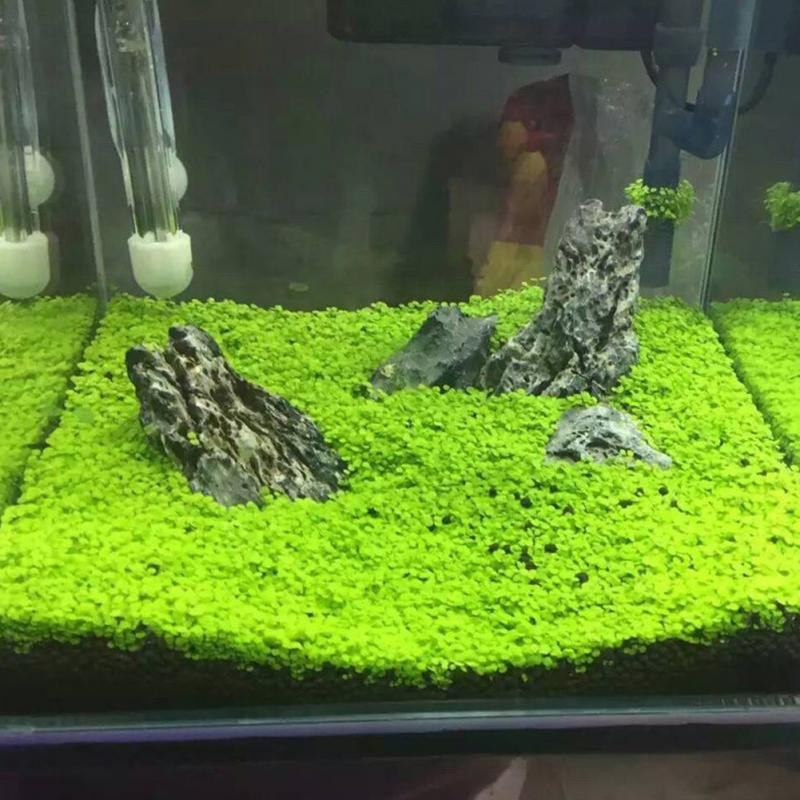 เมล็ด หญ้าน้ำ Water Grass Mini Leaf(ใบเล็ก) สำหรับปลูกตกแต่งตู้ปลา, ตู้