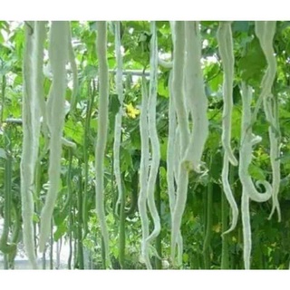 เมล็ดพันธุ์ บวบงูขาว (White Snake Gourd) บรรจุ 4 เมล็ด ขนาดผล 4.2*45 ซม. ผลผลิตสูง