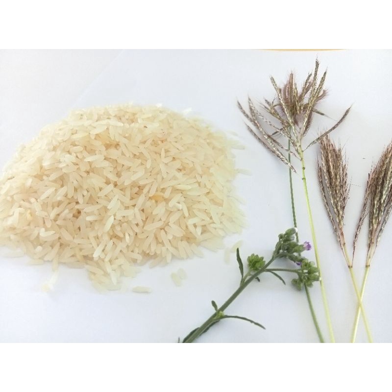 ข้าวหอมมะลิ105กระทุ่มราย