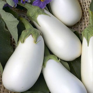 เมล็ด มะเขือขาวแคสเปอร์ - Casper Eggplant