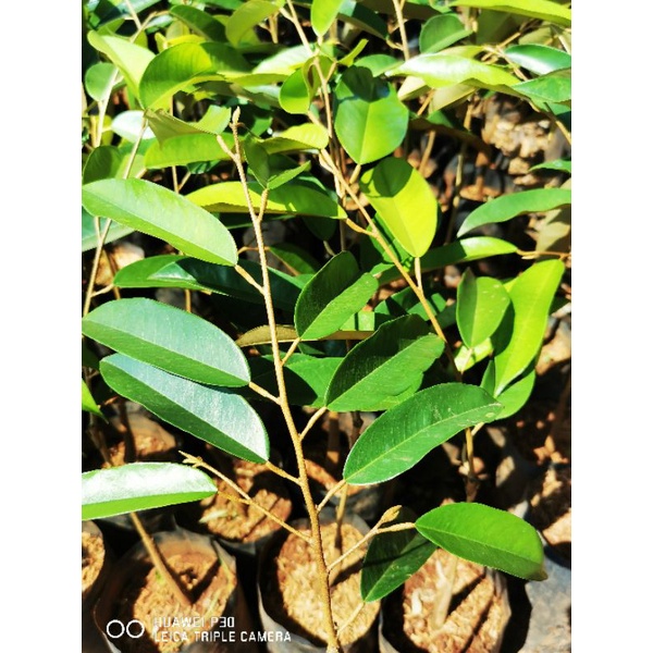 🌿ต้นทุเรียนนวลทองจันทร์  (เสียบยอด)​🌿🍂ถุงเบอร์7🍂
