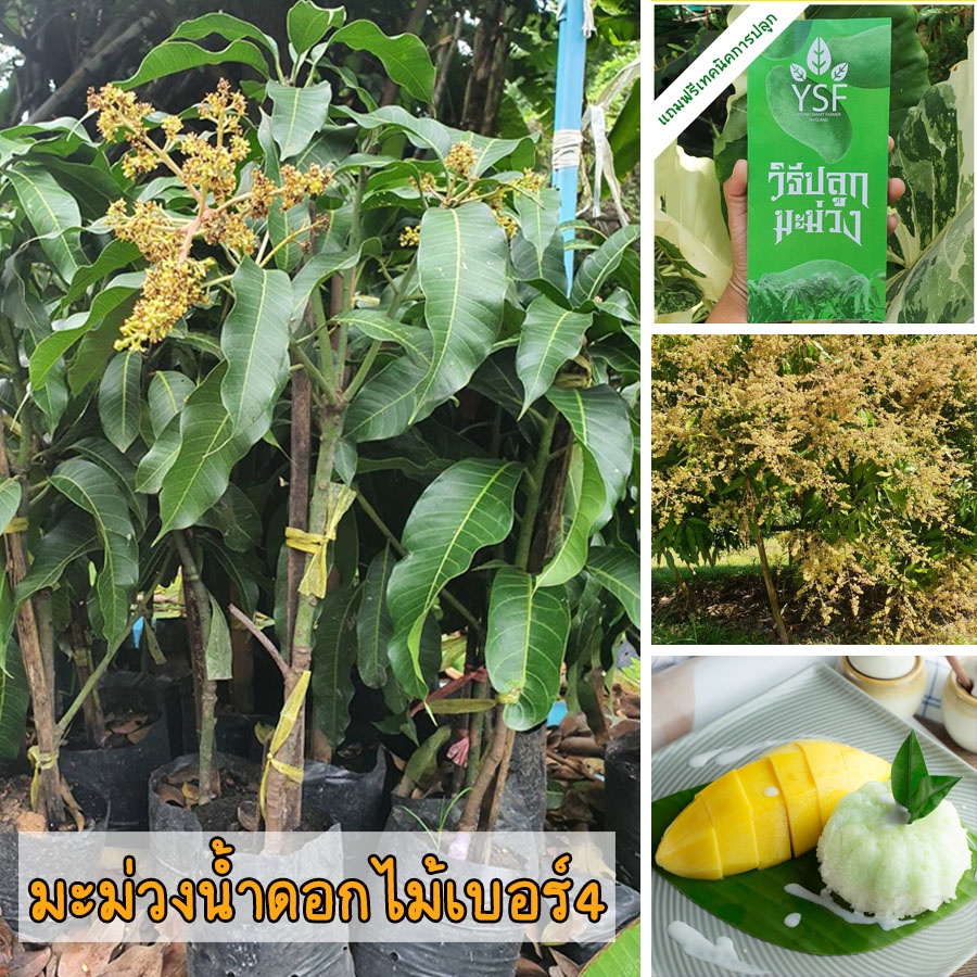 ต้นมะม่วงน้ำดอกไม้เบอร์4 ขนาด 65 - 100 ซม.ติดดอกไว ออกผลดกทวาย ลูกใหญ่ เนื้อหวานฉ่ำหอมอร่อย