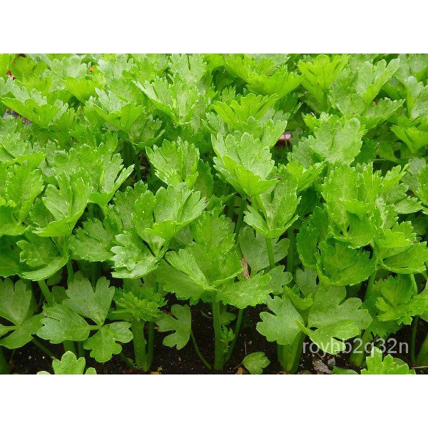KINCHAY SEEDS - 150pcs seedsCATMONEASY TO GROWHIGH YIELDING裙子seeds ...