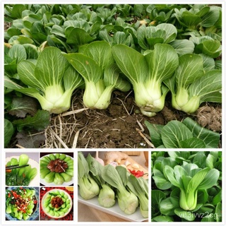 (การันตีอัตรางอก)1แพ็ค เมล็ดพันธุ์ ผักเบบี้ฮ้องเต้ Pak Choi   บรรจุ  เมล็ด เมล็ดพันธุ์ผัก ผักออแกนิค พั