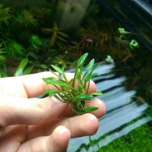 ต้นไม้ตู้ปลา beta guppy fish crypt Parva (กระถาง)