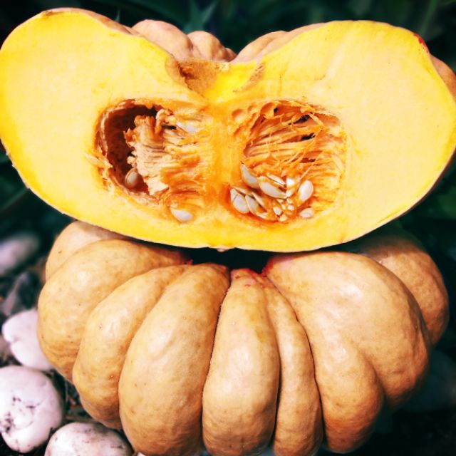 เม็ดฟักทองไข่มันลืมผัวพันธุ์พื้นเมือง