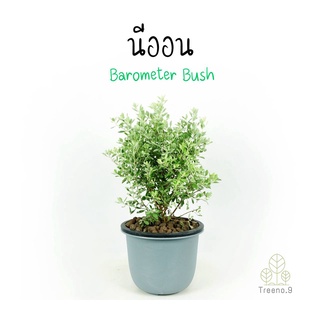 Treeno.9 T397 นีออน (Barometer Bush) กระถาง 10 นิ้ว สูง 50-60 cm ต้นไม้ดอกประดับ พุ่มแน่น พร้อมออกดอกสีชมพูอมม่วง ดอกเยอะมาก