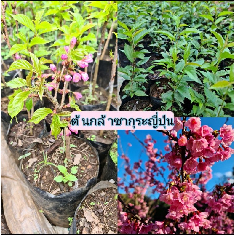 ต้นซากุระญี่ปุ่นแท้ ดอกชมพูเข้ม ต้นซากุระ(ต้นติดดอกมีช่วงธันวาคม-มกราคม/ต้องการต้นติดดอกทักแชทก่อนนะคะ)