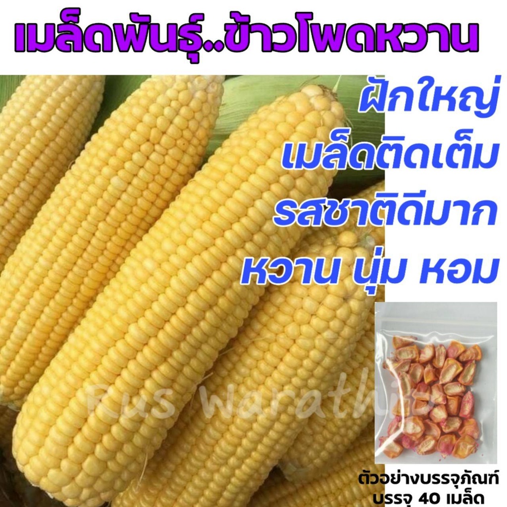 เมล็ดพันธุ์ข้าวโพด รวมพันธุ์ยอดฮิต 40-50 เมล็ดต่อซอง เมล็ดข้าวโพด เมล็ดพันธุ์ข้าวโพด ข้าวโพดข้าวเหนียว ข้าวโพดเทียน