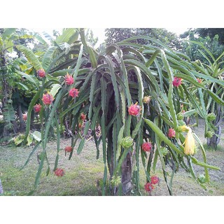 ✌กิ่งพันธุ์แก้วมังกร(4กิ่ง)(สีชมพู+สีขาว)dragon fruit