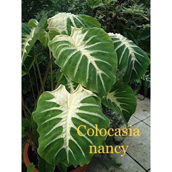 colocasia nancy บอนนอกแนนซี่