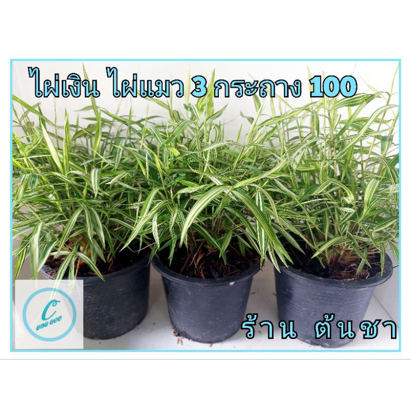 ต้นไผ่แมว ต้นไผ่เงิน (ส่งพร้อมกระถาง)ไผ่แมว พืชสมุนไพรขวัญใจเจ้าเหมียว