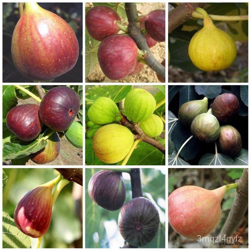 เมล็ด ขายดี/พร้อมสต็อกประเทศไทย เมล็ดมะเดื่อฝรั่ง หรือ มะเดื่อญี่ปุ่น Fig Seeds(100เมล็ด) ดอกไม/ขายด