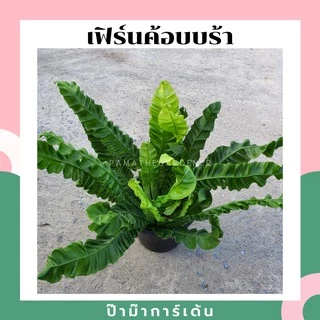 เฟิร์นคอบบร้า ในกระถางพร้อมตั้ง