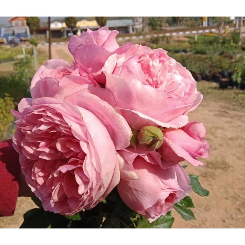 กุหลาบอังกฤษทรงถ้วยRobe - รูปที่ 2