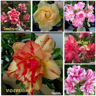 12 เมล็ด เมล็ดพันธุ์ ชวนชม สายพันธุ์ฮอลแลนด์ คละสี Adenium Seeds