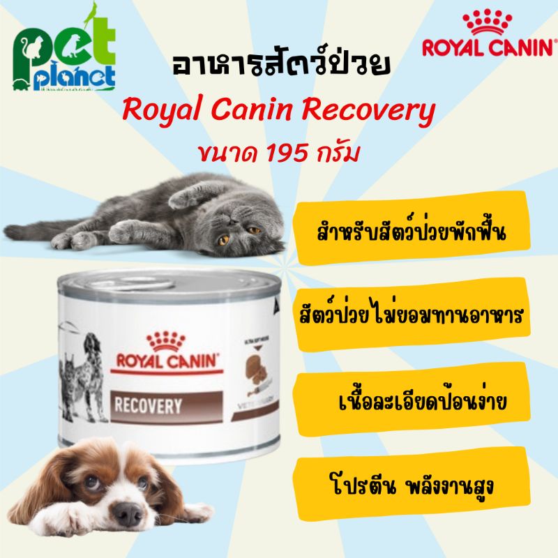 [195g.] Royal Canin Recovery อาหารสัตว์ป่วย อาหารสัตว์พักฟื้น อาหารแมว อาหารสุนัข โรยัลคานิน อาหาร แมวป่วย สุนัขป่วย