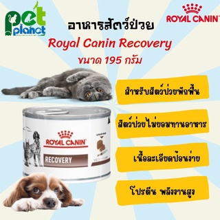 [195g.] Royal Canin Recovery อาหารสัตว์ป่วย อาหารสัตว์พักฟื้น อาหารแมว อาหารสุนัข โรยัลคานิน อาหาร แมวป่วย สุนัขป่วย