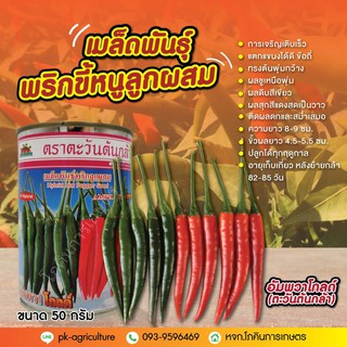 เมล็ดพันธุ์พริกจินดา อัมพวาโกลด์ ขนาด 20-50 กรัม