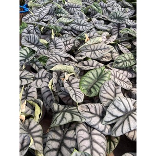 อโลคาเซีย ซิลเวอร์ดราก้อน Alocasia Silver Dragon