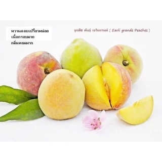 ต้นลูกพีชพันธ์แท้ 🍑 พันธุ์เอริแกรนท์ 🪴(ราคาเพียง 200 บาท/ขนาดสูง 50 - 60 ซม.)