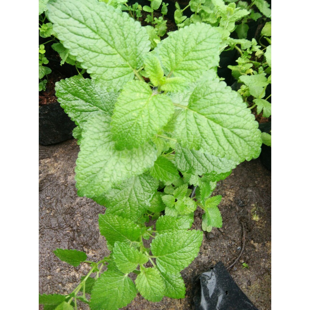 ต้นสมุนไพร เลมอนบาล์ม - รูปที่ 2