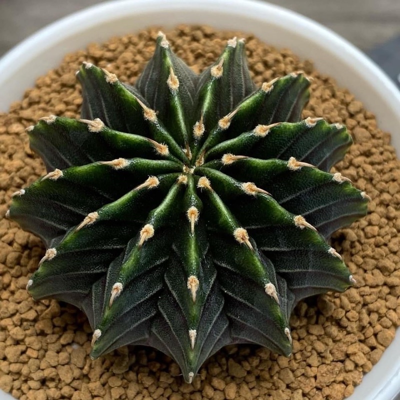 LB2178 แท้ 13พู ไม้เมล็ดนำเข้า ไซส์ใหญ่