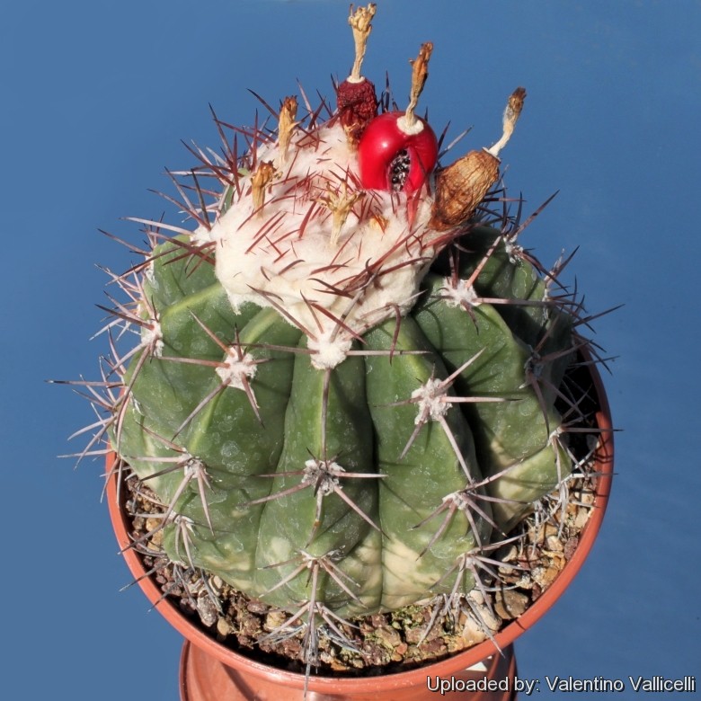 เมล็ดพันธุ์ melocactus curvispinus เมโล 30 เมล็ด กระบองเพชร​ แคคตัส cactus