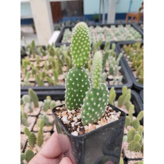 กระบองเพชร แคคตัส (Cactus หูกระต่าย (Opuntia Microdasys / Bunny ear))