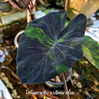 🪴แบล็คมาเบิ้ล 🔺️ชำรากเดินดี Colocasia Black Mable โคโลคาเซียแบล็คมาเบิ้ล