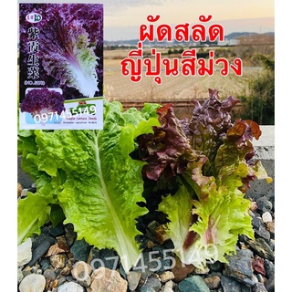 เมล็ดผักสลัดญี่ปุ่นเมล็ดแท้นำเข้าบรรจุ200เมล็ด