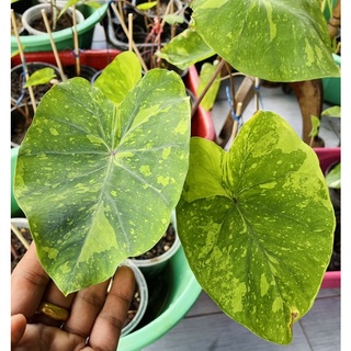 Colocasia lemon lime gecko