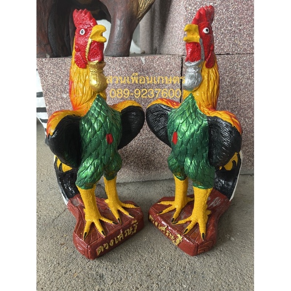 ไก่ชนงานปูนสูง36เซน(14นิ้ว)