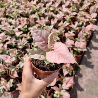 (1กระถาง) ออมชมพู ต้นออมชมพู PINK SYNGONIUM กระถาง 6 นิ้ว สวนต้นไม้ตายาย