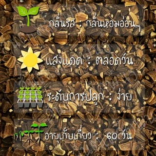 เมล็ดพันธุ์ ดอกดาห์ลเบิร์ก เดซี่สีเหลือง 200 เมล็ด Dahlberg Daisy เมล็ดพันธุ์แท้ นำเข้าจากต่างประเทศ ปลูกผัก สวนครัว
