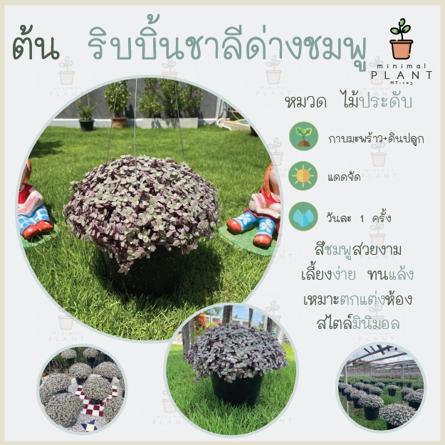 [กระถาง8นิ้ว แน่นๆ] ริบบิ้น ริบบิ้นชาลีด่างชมพู ไม้ประดับ ต้นไม้ น่ารัก มินิมอล จัดสวน แต่งบ้าน ฟอกอ