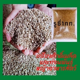 #เมล็ดหญ้ารูซี่ 1kg. พร้อมปลูกเดือน ม.ค.ปี69 #รูซี่เลี้ยงวัว #หญ้ารูซี่ #ruzigrass #เกรียงศักดิ์พันธุ์หญ้าสกลนคร