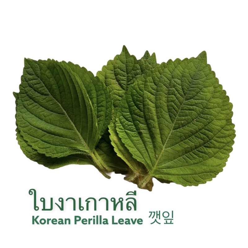 ใบงาเกาหลีสด １ชุด/ 20 ใบ (Korean Perilla Leave)ใช้ทานกับอาหารเกาหลี เนื้อย่าง หมูย่าง
