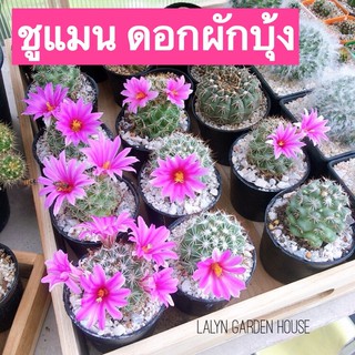 🌸🌵ชูแมน ดอกผักบุ้ง สวยๆ ดอกสวยมาก  ✨ แมมชูแมน Mammillaria schumannii Hildm.