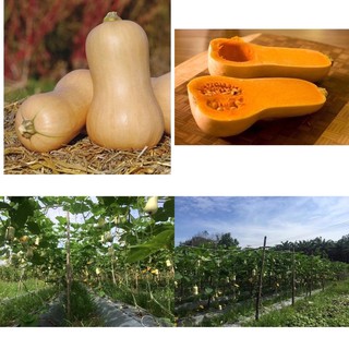 เมล็ดพันธุ์ ฟักทอง บัตเตอร์นัทสควอช (Butternut Squash) บรรจุ 5 เมล็ด คุณภาพดี ของแท้