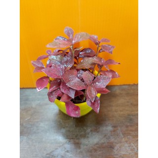 ต้นเกล็ดทับทิม ไม้มงคล สีแดง (รูปร่างแต่ละต้นไม่เหมือนกัน)
