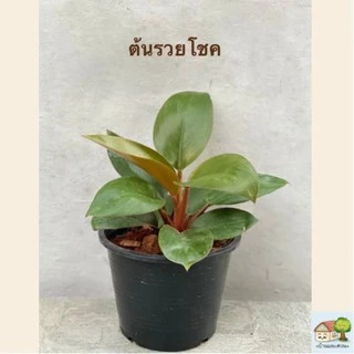 ต้นรวยโชค กระถาง 3 นิ้วและกระถาง 6 นิ้ว แพ๊คจัดส่งทั้งกระถาง ไม้มงคลแสงแดดรำไร ฟอกอากาศ