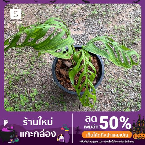 ต้น Monstera esqueleto พลูฉลุยักษ์