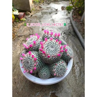 แมมแม่เฒ่าฟอร์มกอ Mammillaria hahniana