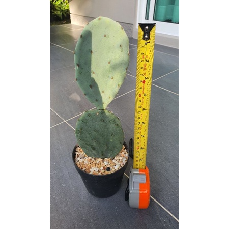 Opuntia robusta giant/โอพันเทีย