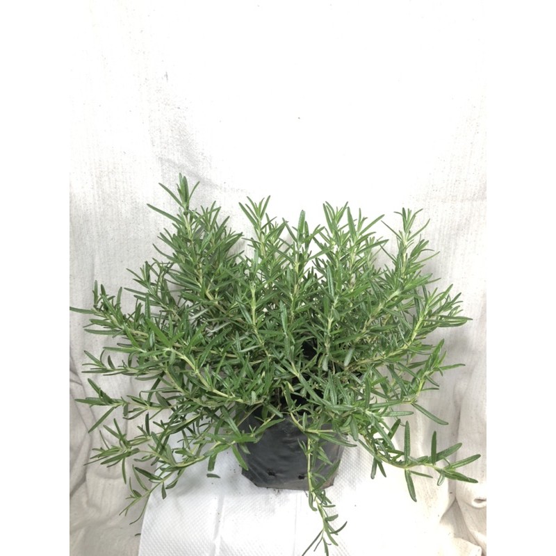 โรสแมรี่(Rosemary) สมุนไพรฝรั่งกลิ่นหอม สินค้าพร้อมส่ง ฟอร์มสวย